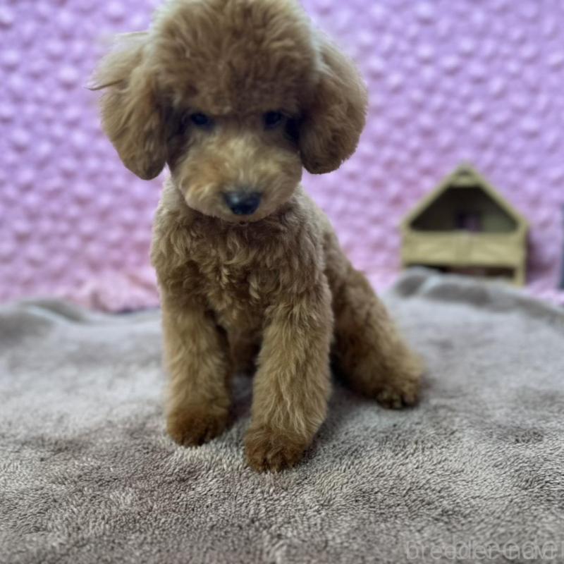 販売中の茨城県のトイプードル-439739の2枚目