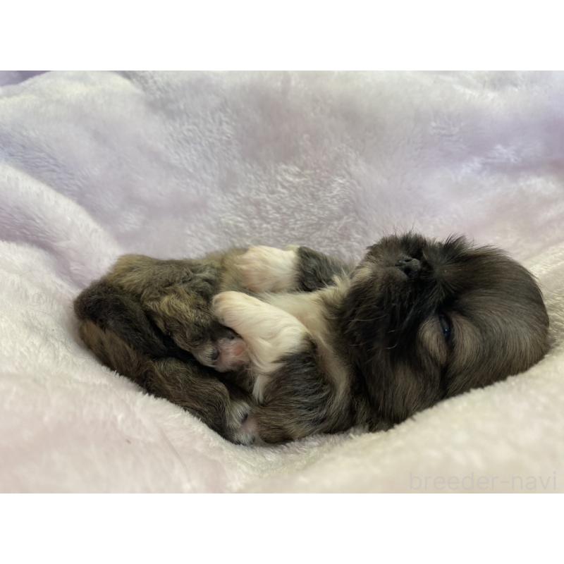 販売中の神奈川県のペキニーズ-439742の1枚目