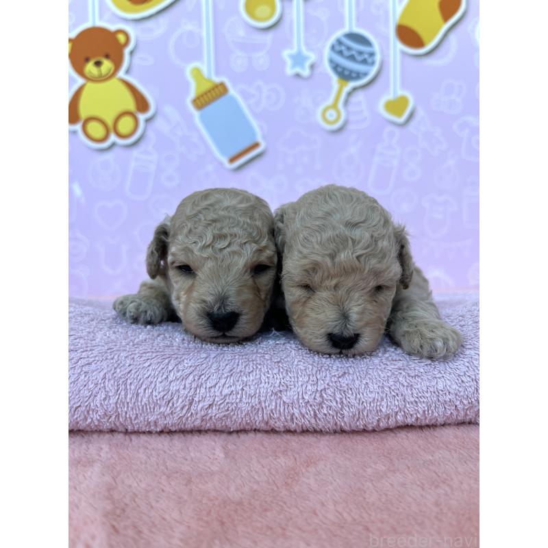 販売中の東京都のトイプードル-439746の7枚目