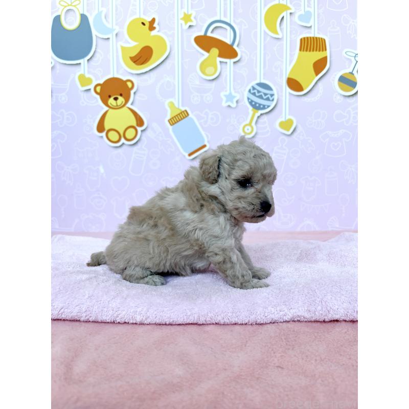 販売中の東京都のトイプードル-439746の6枚目