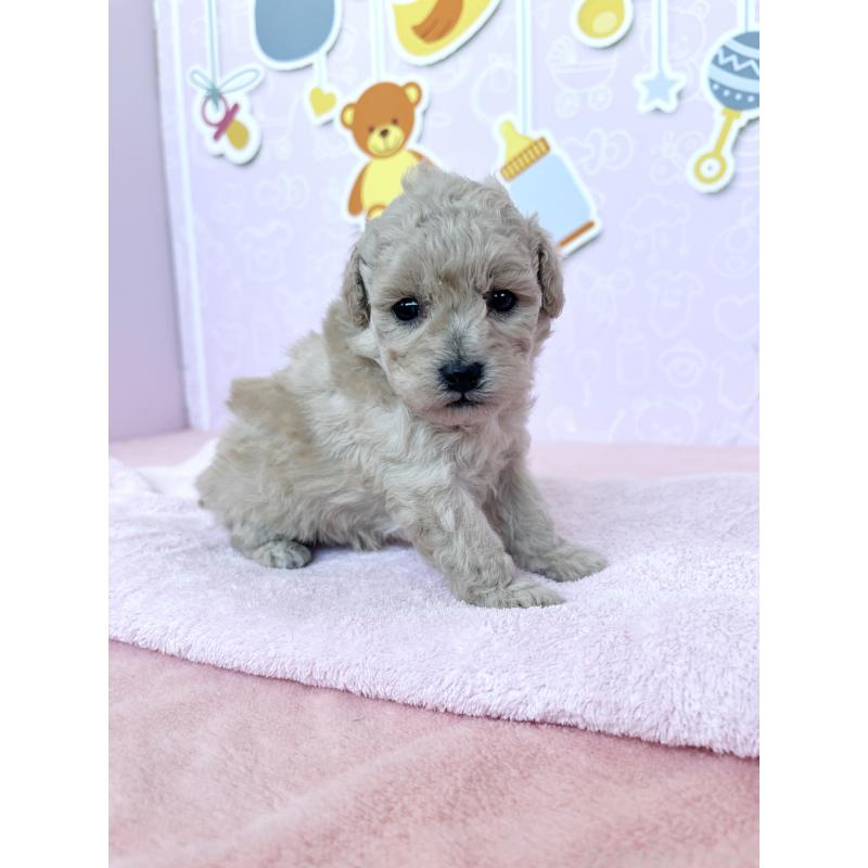 販売中の東京都のトイプードル-439746の5枚目