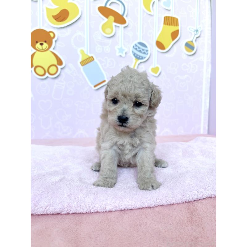 販売中の東京都のトイプードル-439746の4枚目