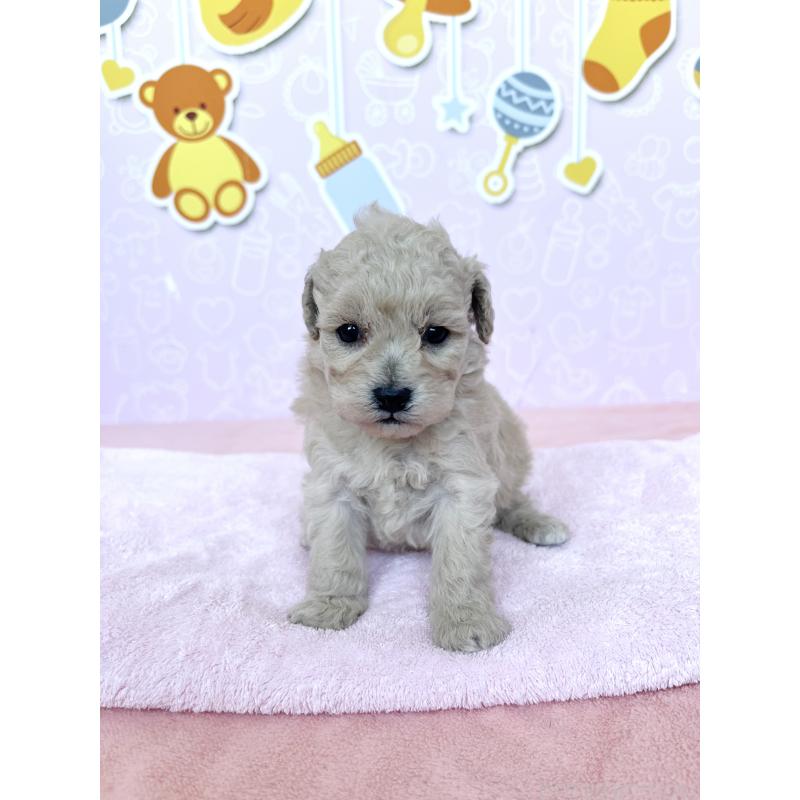 販売中の東京都のトイプードル-439746の3枚目