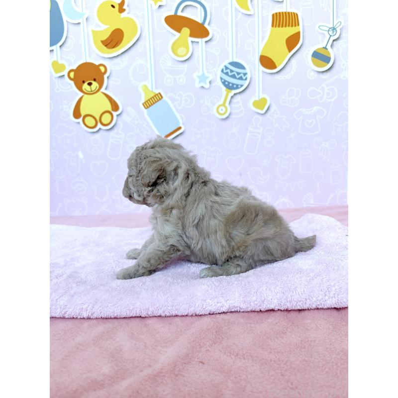 販売中の東京都のトイプードル-439746の2枚目