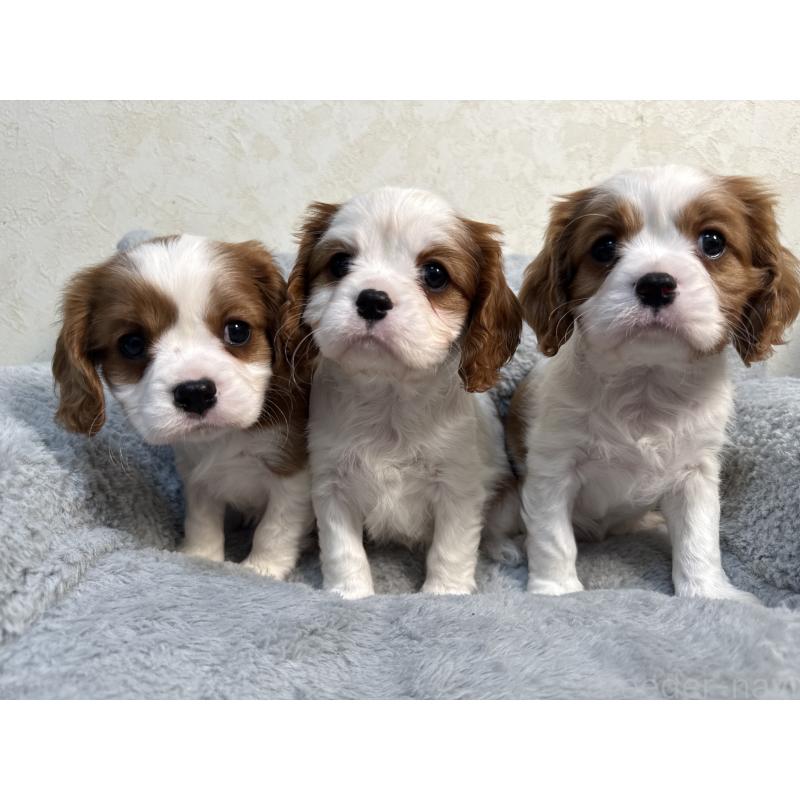 販売中の福岡県のキャバリアキングチャールズスパニエル-435485の2枚目