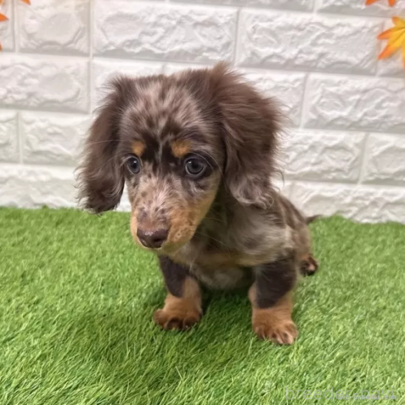 販売中の愛知県のミニチュアダックスフンド(ロングヘアード)-427718