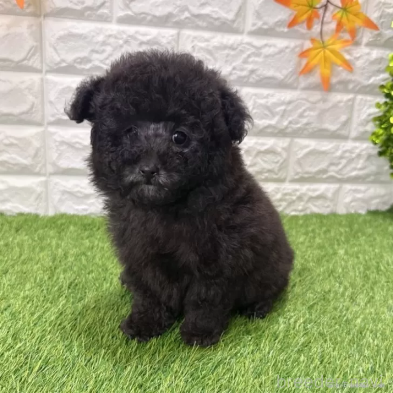 成約済の愛知県のトイプードル-434252