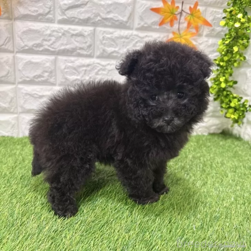 成約済の愛知県のトイプードル-434252の5枚目