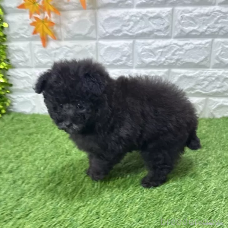 成約済の愛知県のトイプードル-434252の4枚目