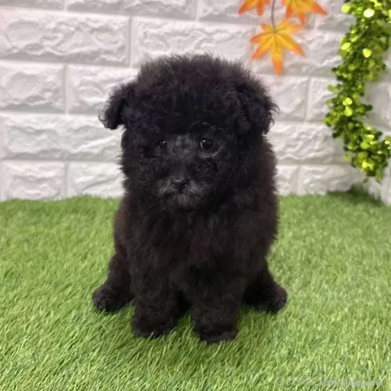 成約済の愛知県のトイプードル-434252の3枚目