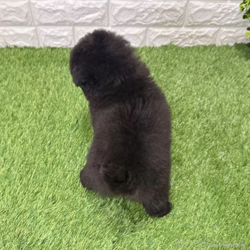 成約済の愛知県のトイプードル-434252の2枚目