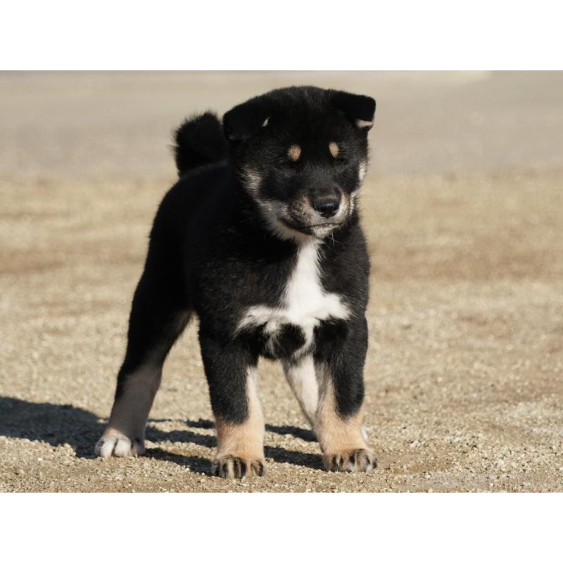 販売中の愛媛県の四国犬-439748の6枚目