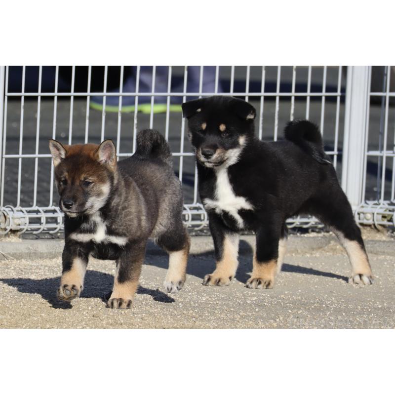 販売中の愛媛県の四国犬-439748の5枚目