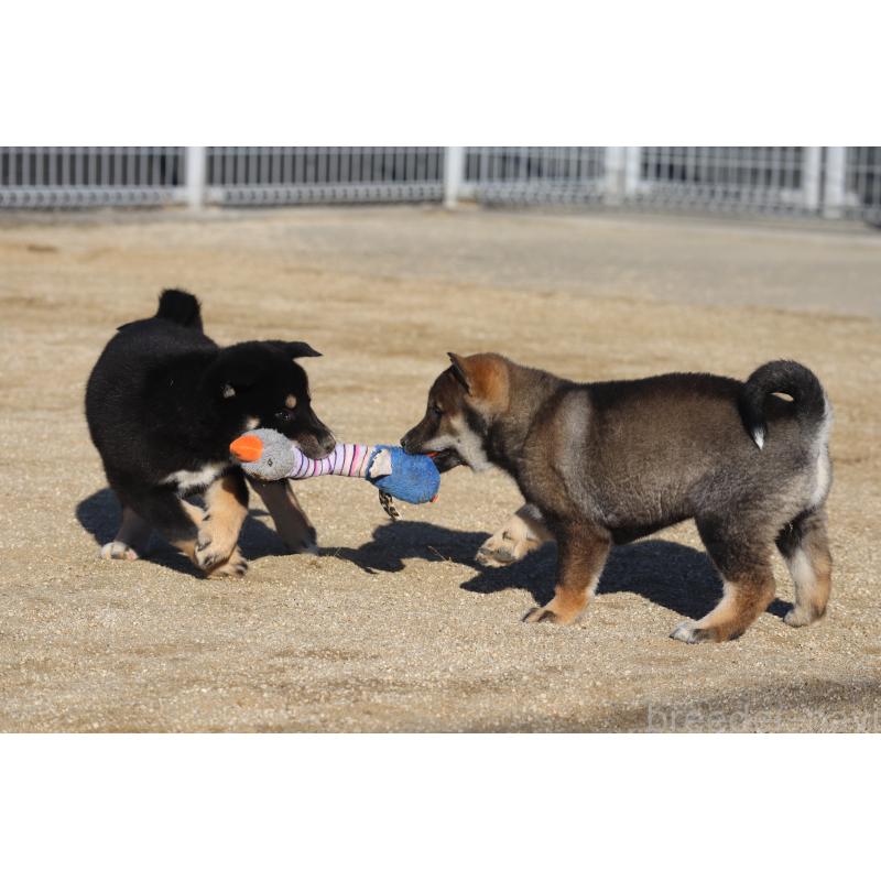 販売中の愛媛県の四国犬-439748の4枚目