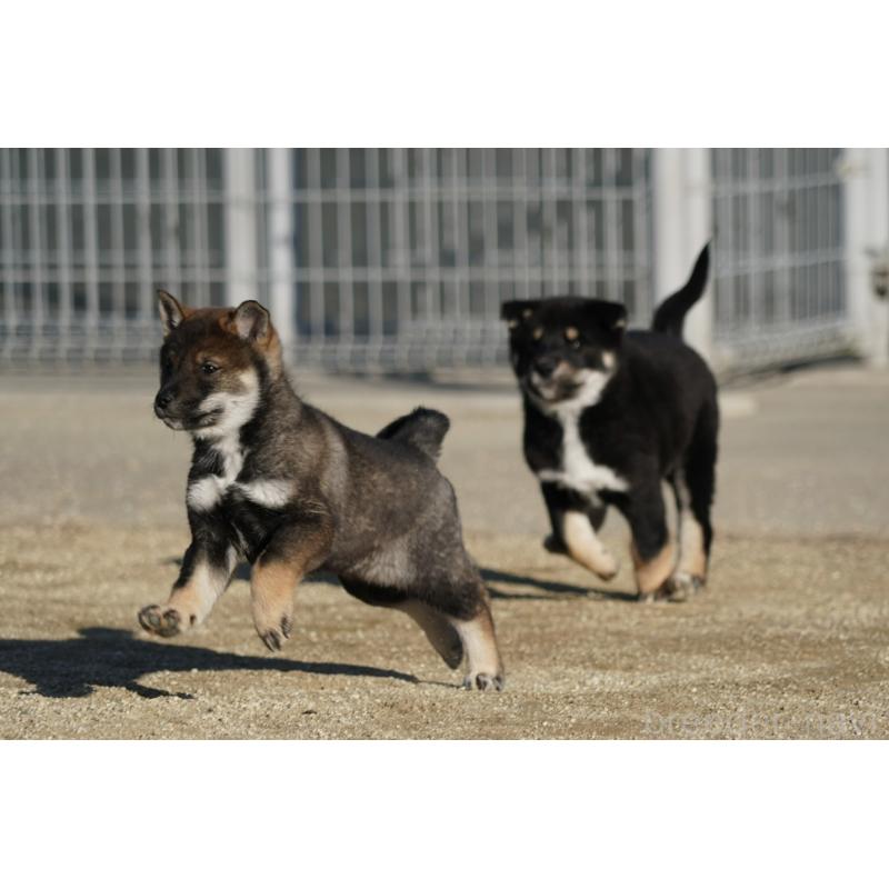 販売中の愛媛県の四国犬-439748の3枚目