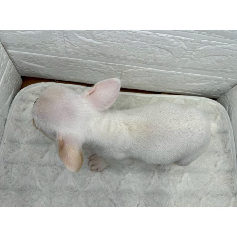 販売中の茨城県のフレンチブルドッグ-439749の6枚目