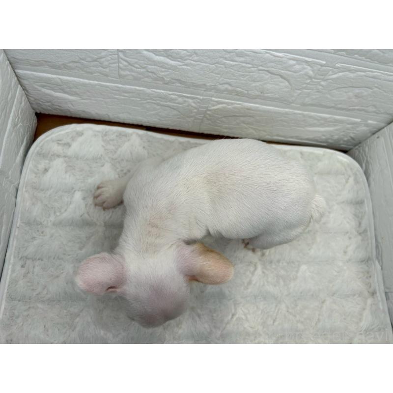 販売中の茨城県のフレンチブルドッグ-439749の4枚目