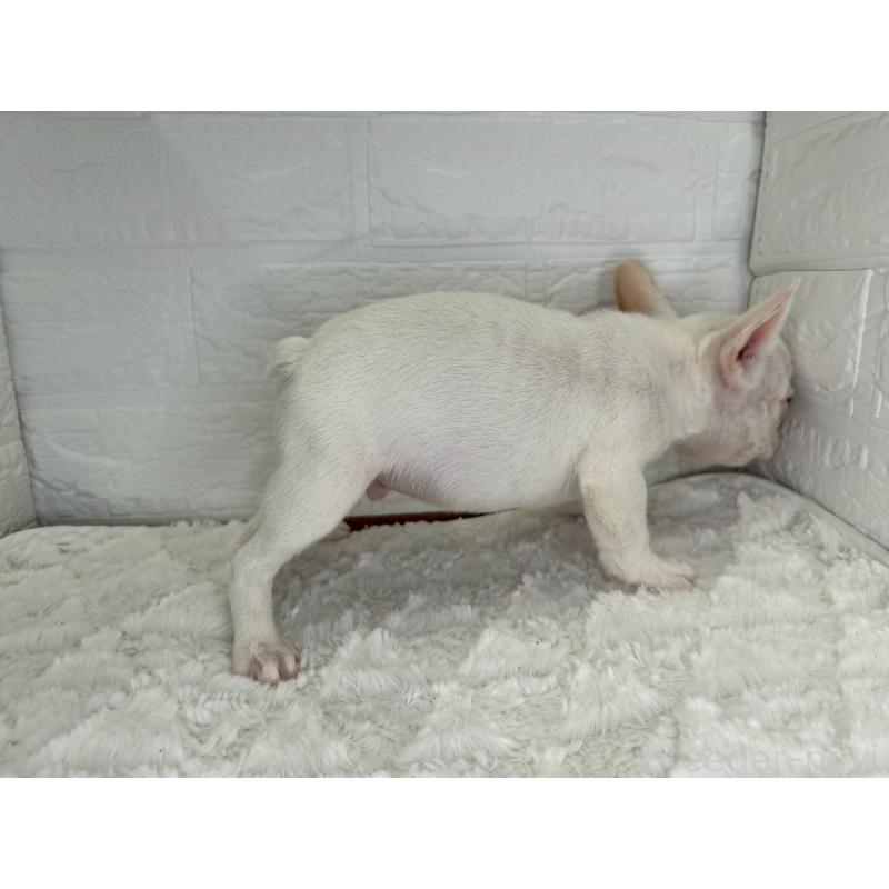販売中の茨城県のフレンチブルドッグ-439749の3枚目