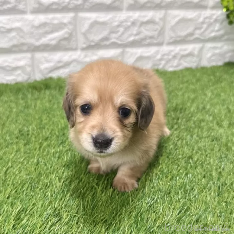 販売中ののミニチュアダックスフンド(ロングヘアード)-439751