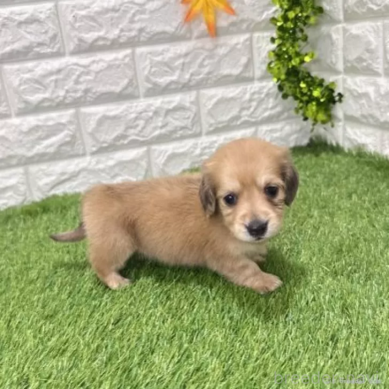 販売中の愛知県のミニチュアダックスフンド(ロングヘアード)-439751の5枚目