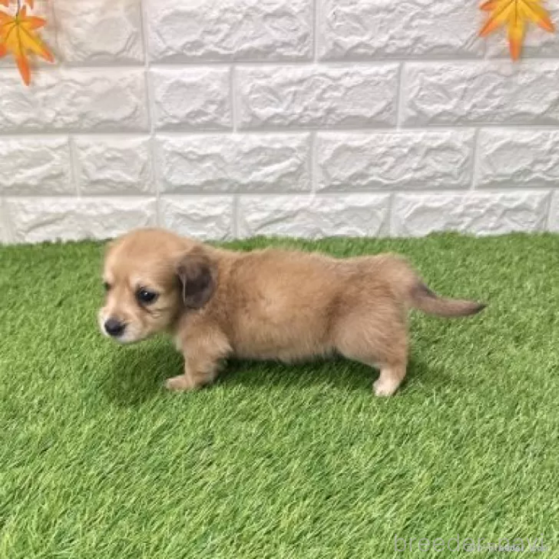 販売中の愛知県のミニチュアダックスフンド(ロングヘアード)-439751の4枚目