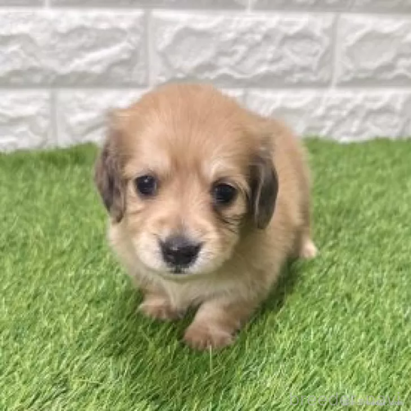 販売中の愛知県のミニチュアダックスフンド(ロングヘアード)-439751の3枚目