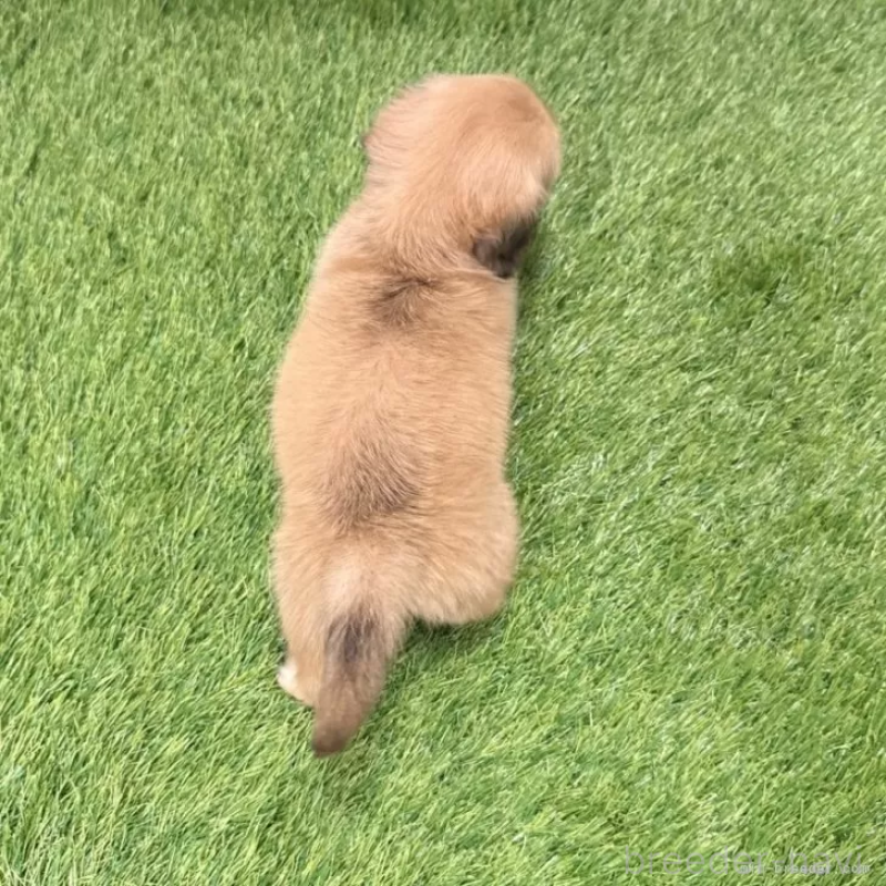 販売中の愛知県のミニチュアダックスフンド(ロングヘアード)-439751の2枚目