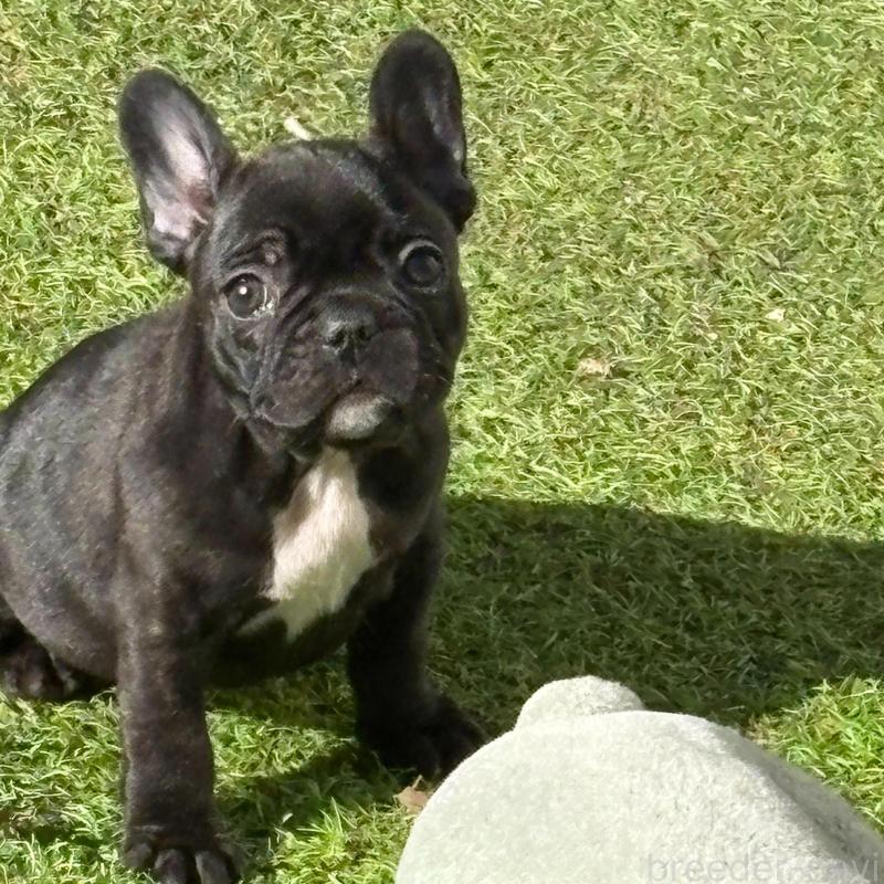 販売中の静岡県のフレンチブルドッグ-439750の1枚目