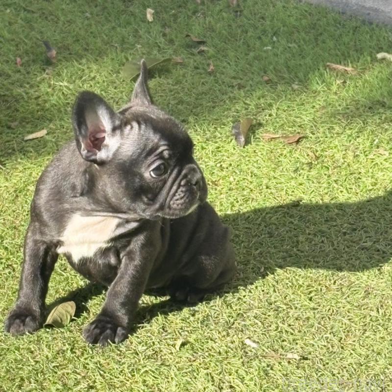 販売中の静岡県のフレンチブルドッグ-439750の6枚目