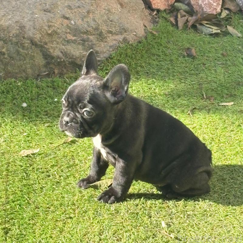 販売中の静岡県のフレンチブルドッグ-439750の5枚目