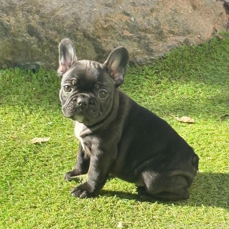 販売中の静岡県のフレンチブルドッグ-439750の4枚目