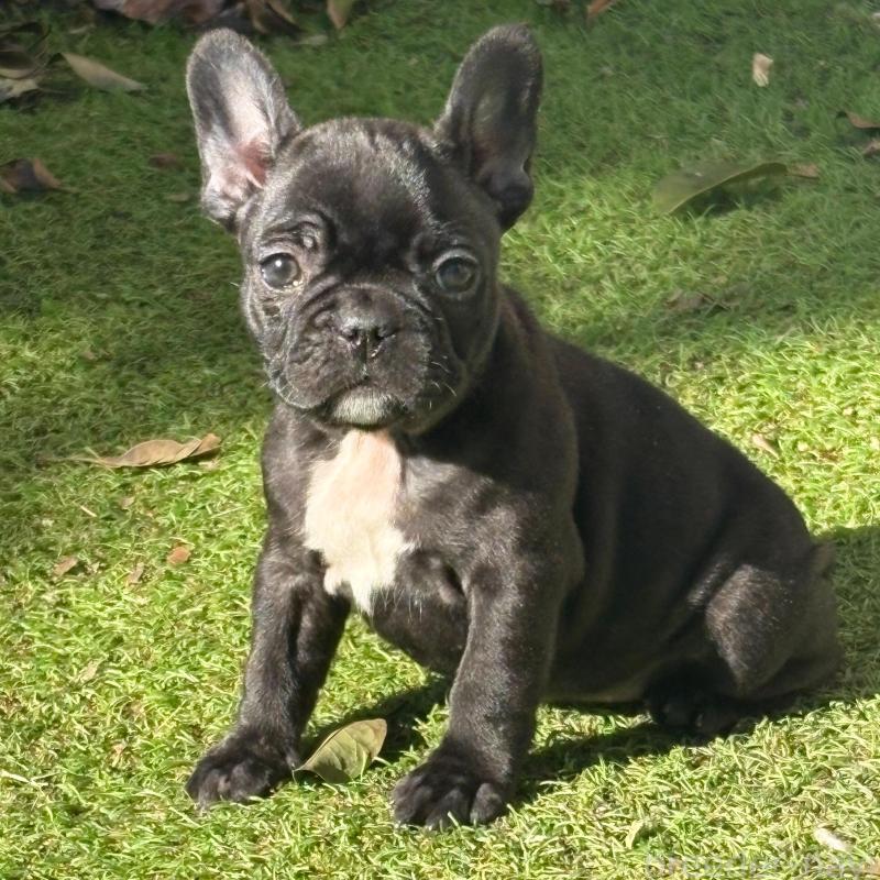 販売中の静岡県のフレンチブルドッグ-439750の3枚目