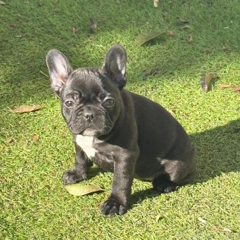 販売中の静岡県のフレンチブルドッグ-439750の2枚目