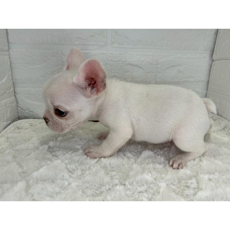 販売中の茨城県のフレンチブルドッグ-439752の7枚目