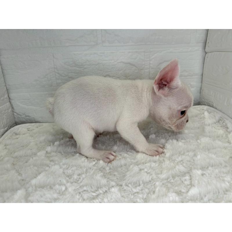 販売中の茨城県のフレンチブルドッグ-439752の6枚目