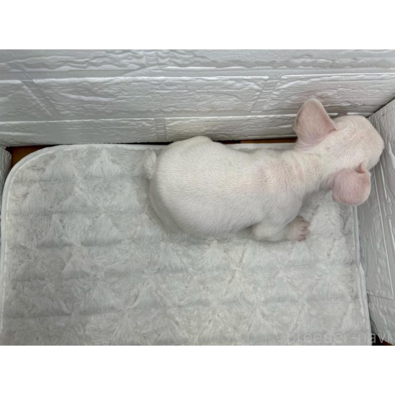 販売中の茨城県のフレンチブルドッグ-439752の5枚目