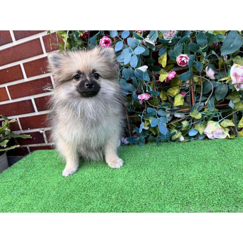 販売中の茨城県のポメラニアン-411672の2枚目