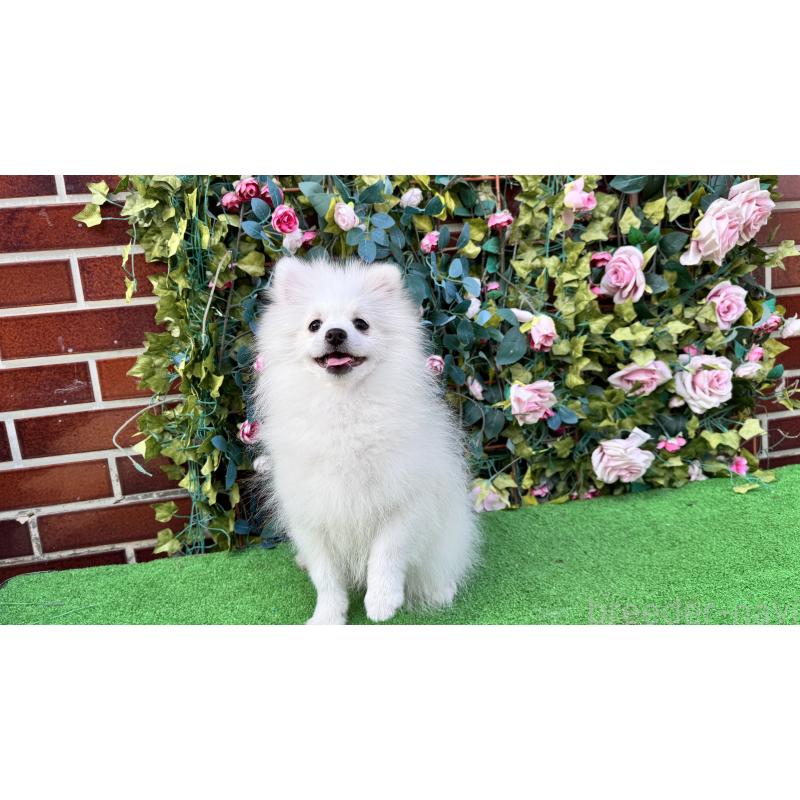 販売中の茨城県のポメラニアン-411670の2枚目