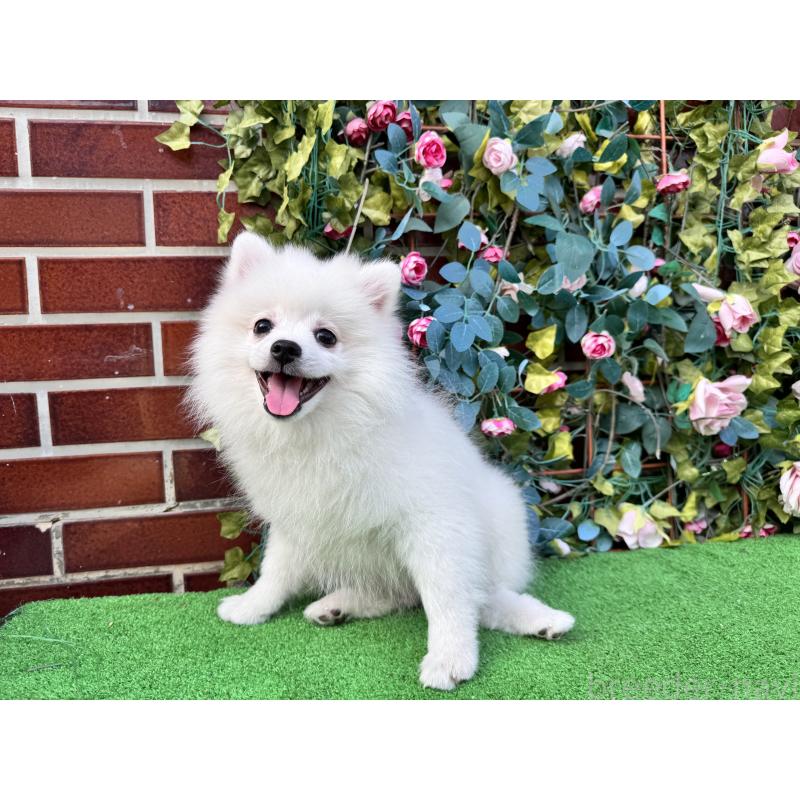 販売中の茨城県のポメラニアン-416319の2枚目