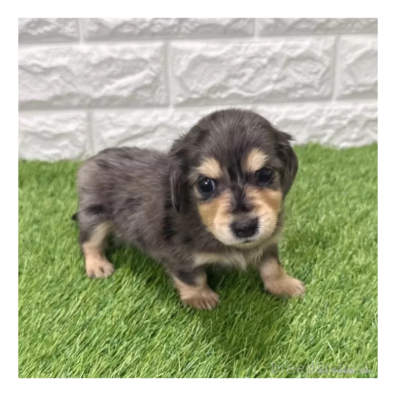 販売中の愛知県のミニチュアダックスフンド(ロングヘアード)-439753の1枚目