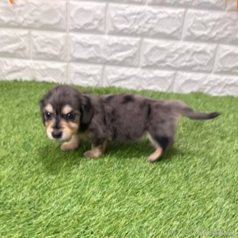 販売中の愛知県のミニチュアダックスフンド(ロングヘアード)-439753の5枚目