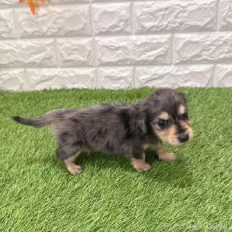 販売中の愛知県のミニチュアダックスフンド(ロングヘアード)-439753の4枚目