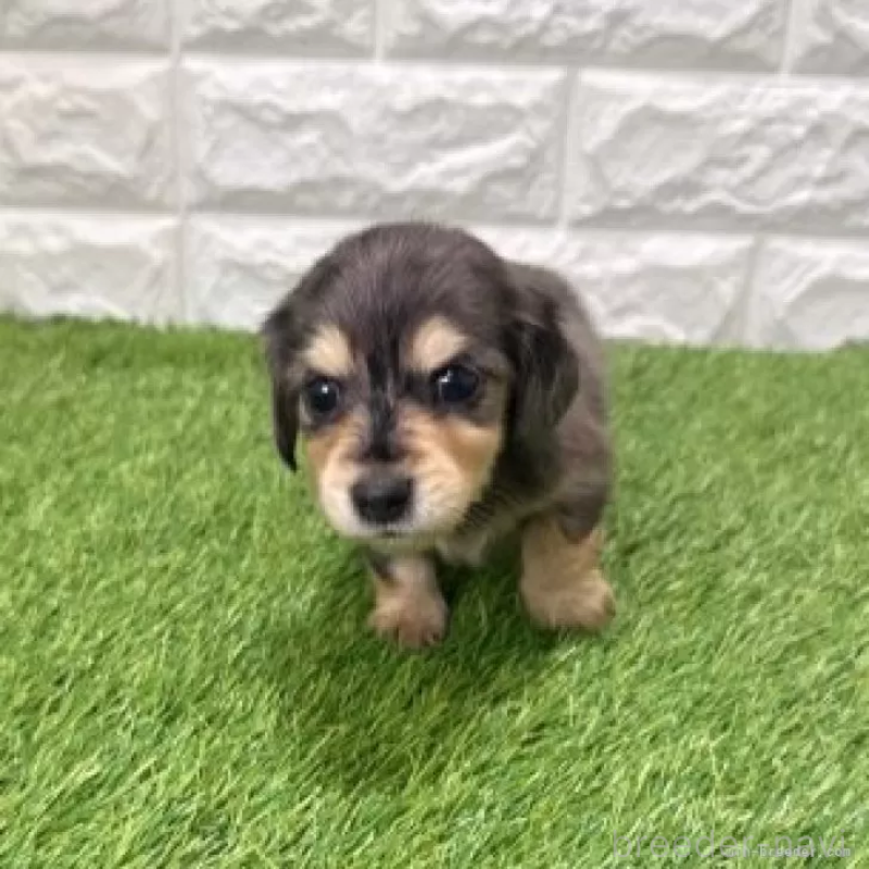 販売中の愛知県のミニチュアダックスフンド(ロングヘアード)-439753の3枚目