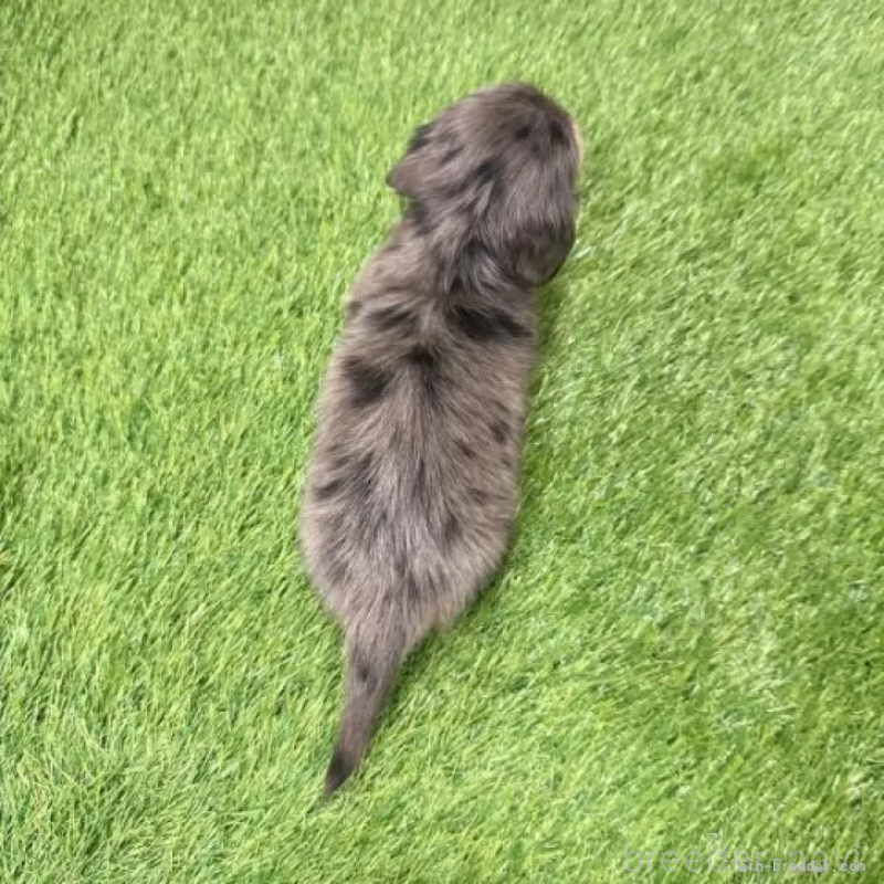 販売中の愛知県のミニチュアダックスフンド(ロングヘアード)-439753の2枚目