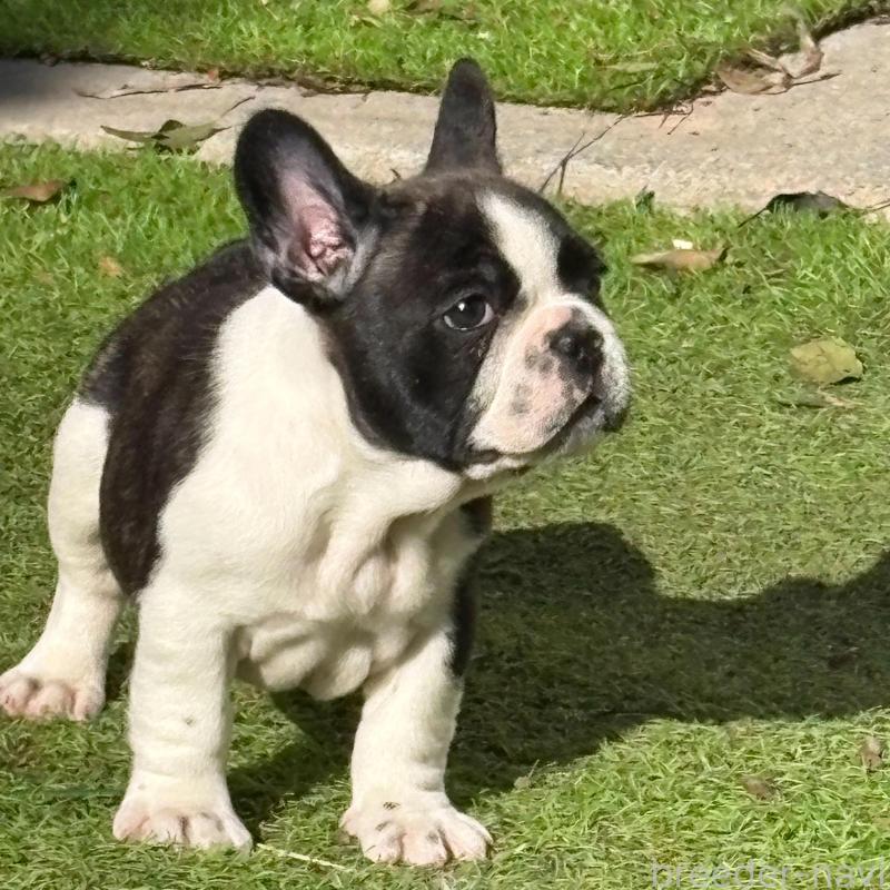 販売中の静岡県のフレンチブルドッグ-439754