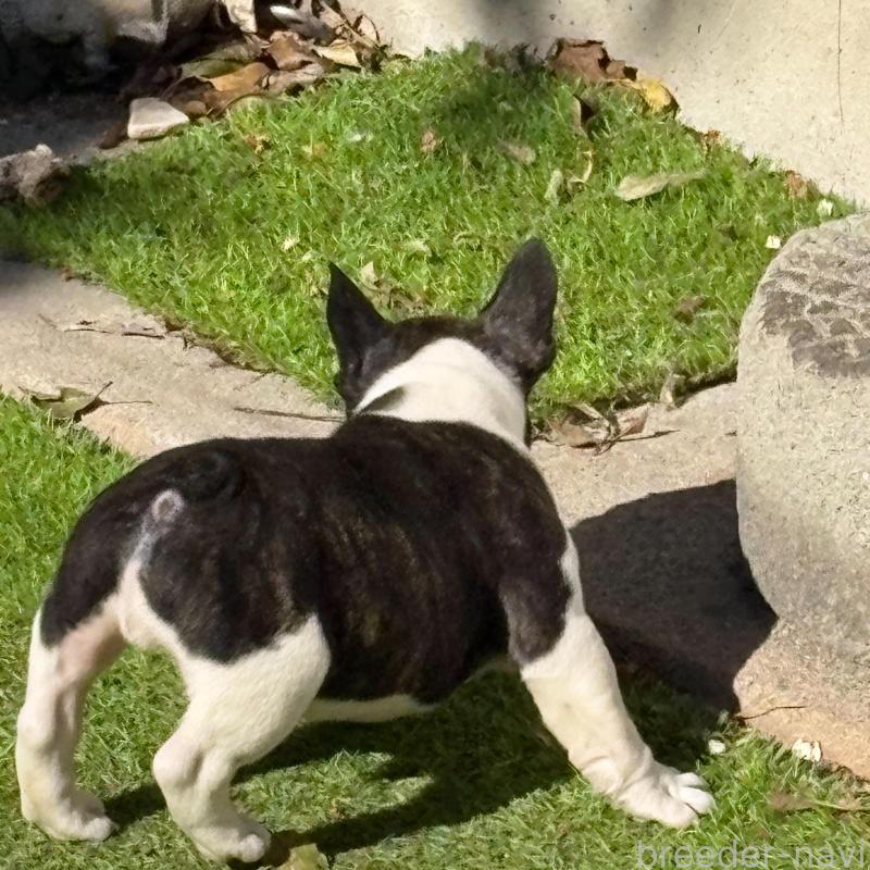 販売中の静岡県のフレンチブルドッグ-439754の3枚目