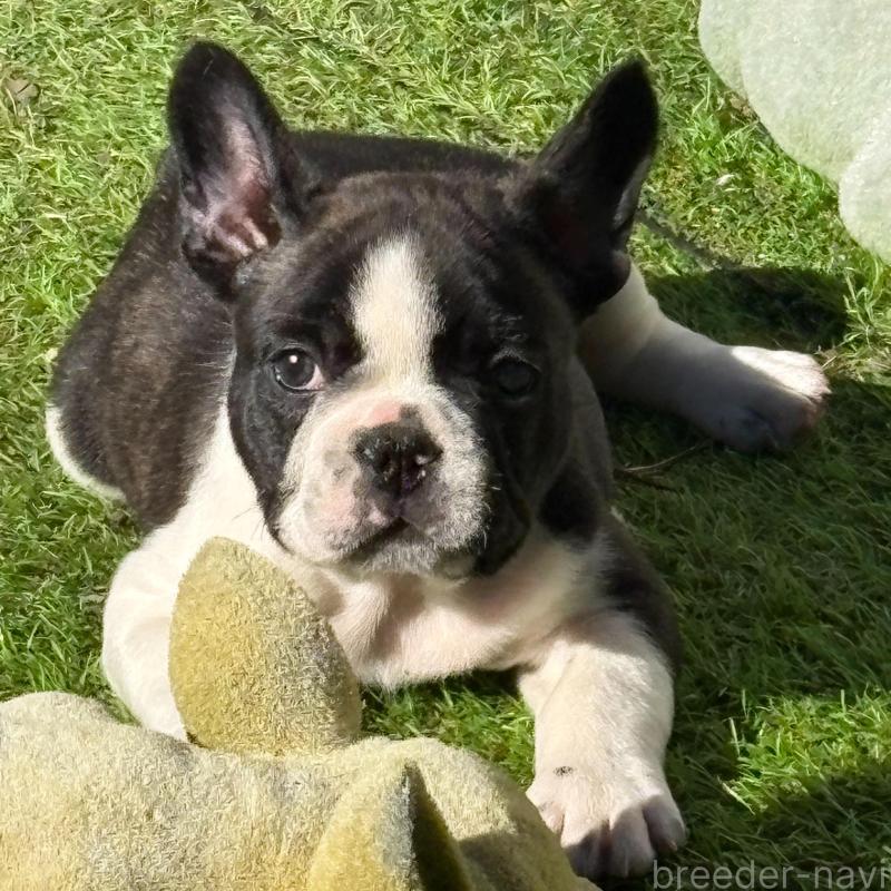 販売中の静岡県のフレンチブルドッグ-439754の2枚目