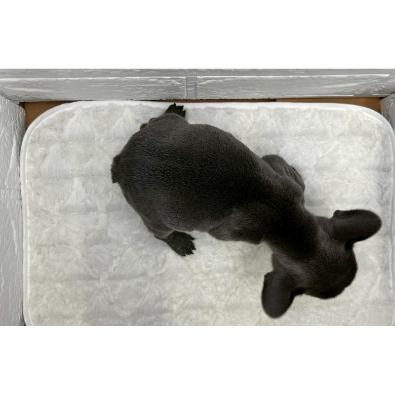 販売中の茨城県のフレンチブルドッグ-439757の6枚目