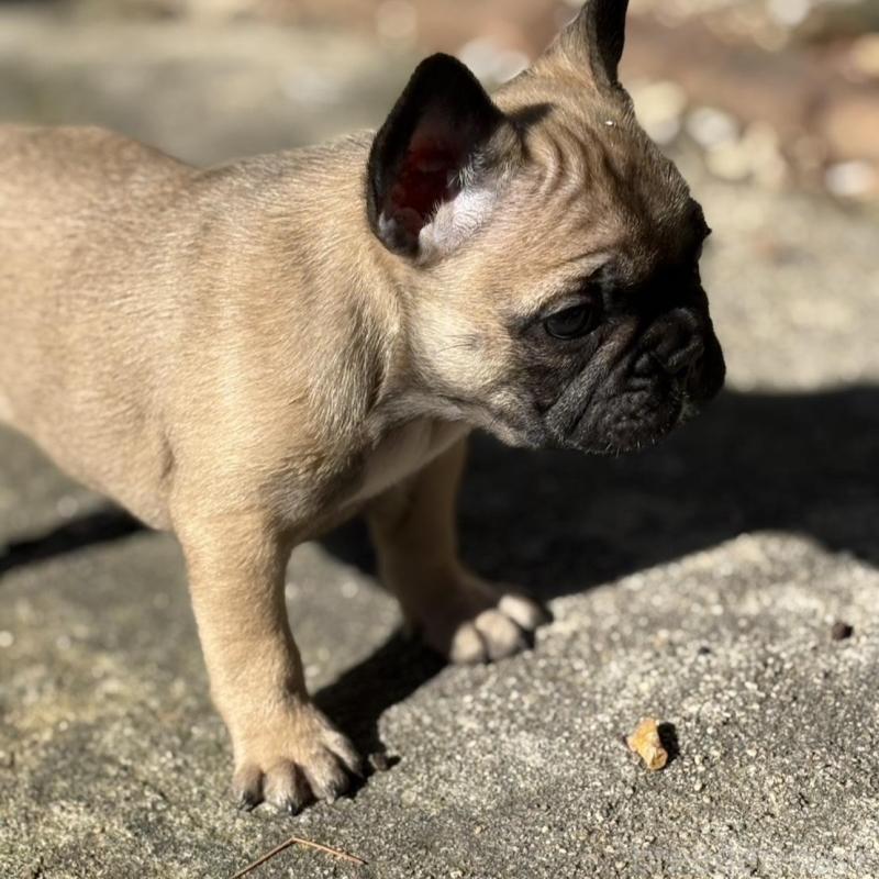 販売中の静岡県のフレンチブルドッグ-439755の4枚目