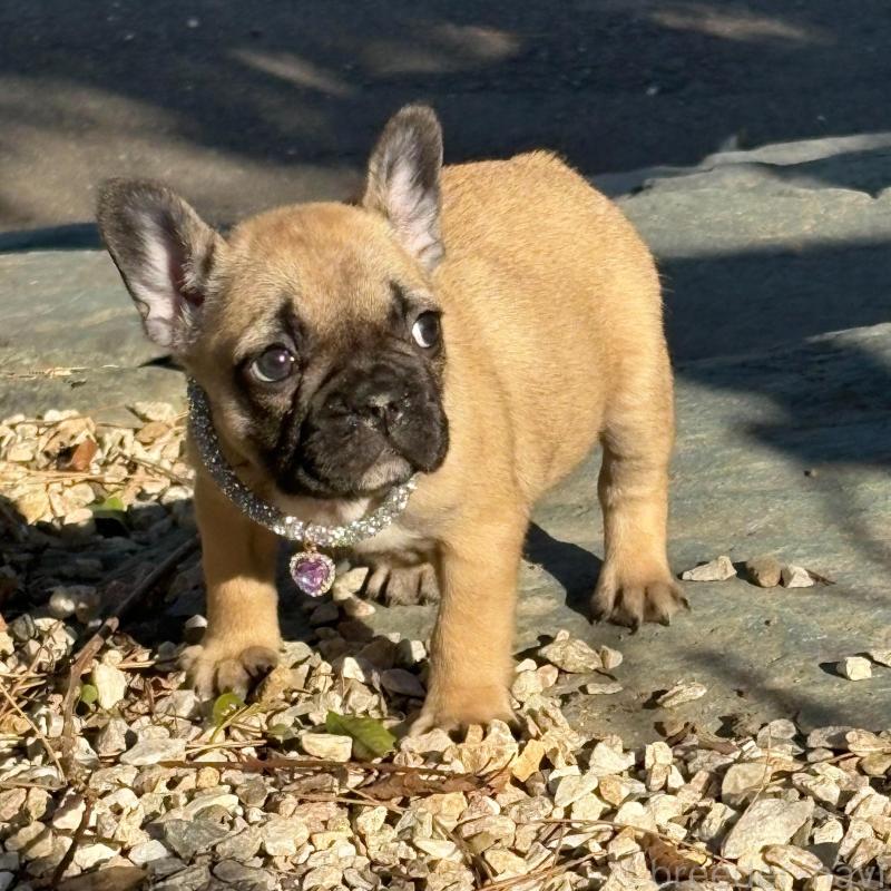 販売中の静岡県のフレンチブルドッグ-439755